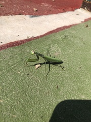 Mantis religiosa religiosa