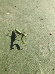 Mantis religiosa religiosa