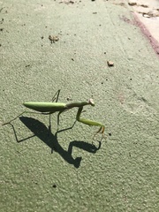 Mantis religiosa religiosa