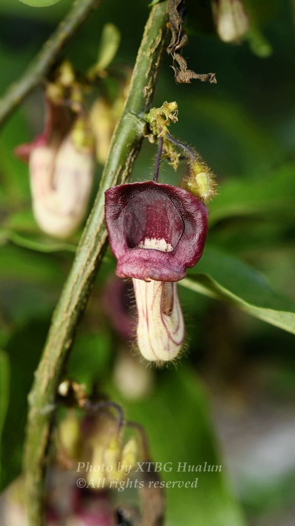 Aristolochia howii
