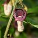 Aristolochia howii - Photo (c) xtbg-eec, algunos derechos reservados (CC BY-NC), subido por xtbg-eec