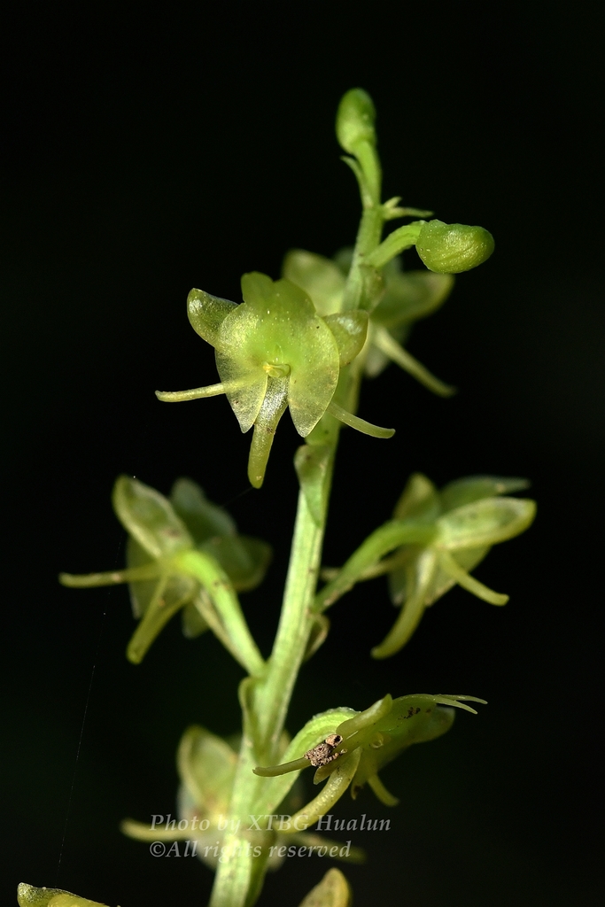 Crepidium acuminatum