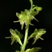 Crepidium acuminatum - Photo (c) xtbg-eec,  זכויות יוצרים חלקיות (CC BY-NC), הועלה על ידי xtbg-eec