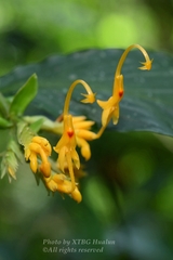 Globba marantina