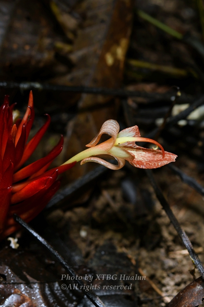 Zingiber recurvatum (Zingiber recurvatum)