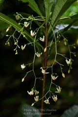 Sterculia brevissima