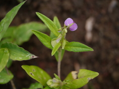 Polygala persicariifolia