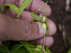 Polygala persicariifolia