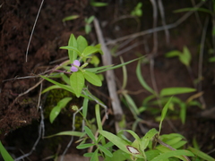Polygala persicariifolia