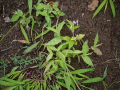 Polygala persicariifolia