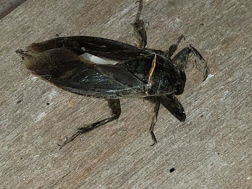 Lethocerus medius photo 5