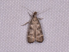 Dichomeris inversella