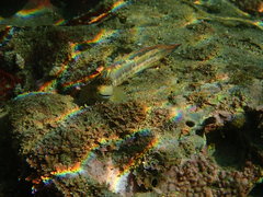 Parablennius yatabei