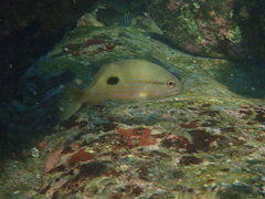 Lutjanus russellii