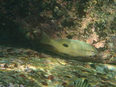 Lutjanus russellii