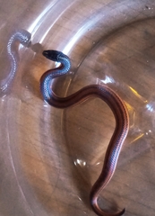 Adelphicos nigrilatum