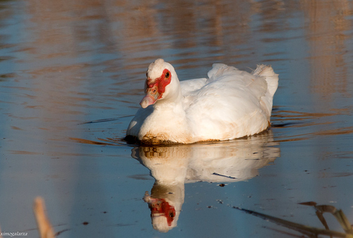 Muscovy Duck, photo 7 of 10