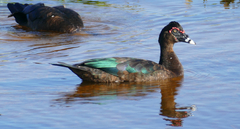 Muscovy Duck photo 3