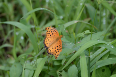 Argynnis hyperbius
