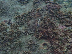 Halichoeres nebulosus