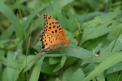 Argynnis hyperbius