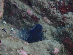 Parablennius yatabei