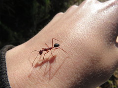 Camponotus johnclarki