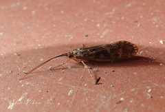 Halesus radiatus