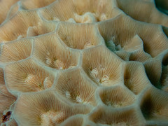 Gardineroseris planulata