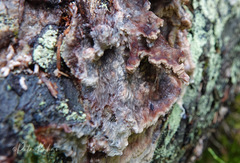 Phlebia centrifuga