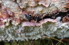 Phlebia centrifuga
