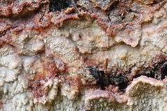 Phlebia centrifuga