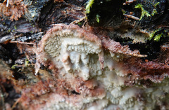 Phlebia centrifuga