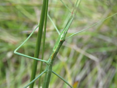 Phasmodinae