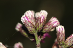 Vernonanthura serratuloides