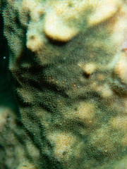 Psammocora nierstraszi