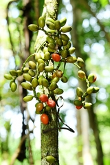 Gnetum montanum