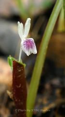 Kaempferia parviflora