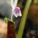 Kaempferia parviflora - Photo (c) xtbg-eec, algunos derechos reservados (CC BY-NC), subido por xtbg-eec