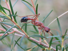 Myrmecia vindex