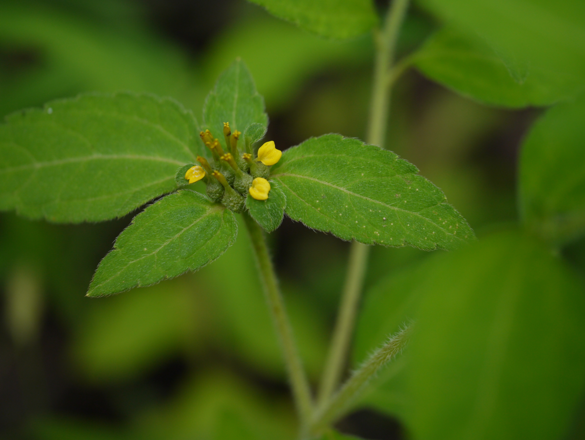 Sclerocarpus africanus Jacq.