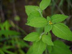 Sclerocarpus africanus