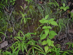 Sclerocarpus africanus