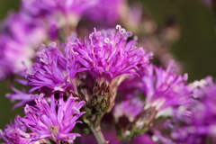 Vernonanthura serratuloides