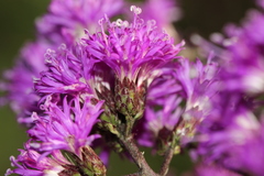 Vernonanthura serratuloides