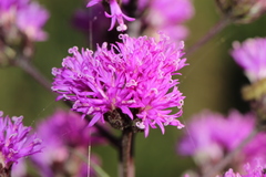 Vernonanthura serratuloides