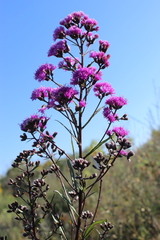 Vernonanthura serratuloides