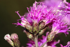 Vernonanthura serratuloides