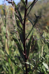 Vernonanthura serratuloides