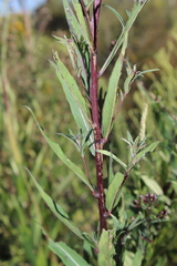 Vernonanthura serratuloides